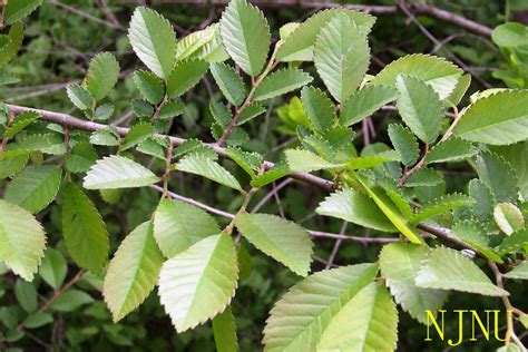 榆錢樹 榆樹|榆樹(落葉喬木植物):形態特徵,主要品種,生長習性,分布範圍,繁殖方。